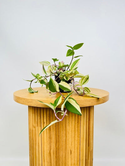 Tradescantia Fluminensis Tricolour | Uprooted
