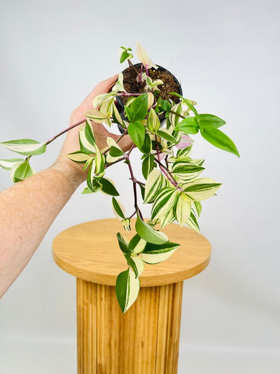 Tradescantia Fluminensis Tricolour | Uprooted