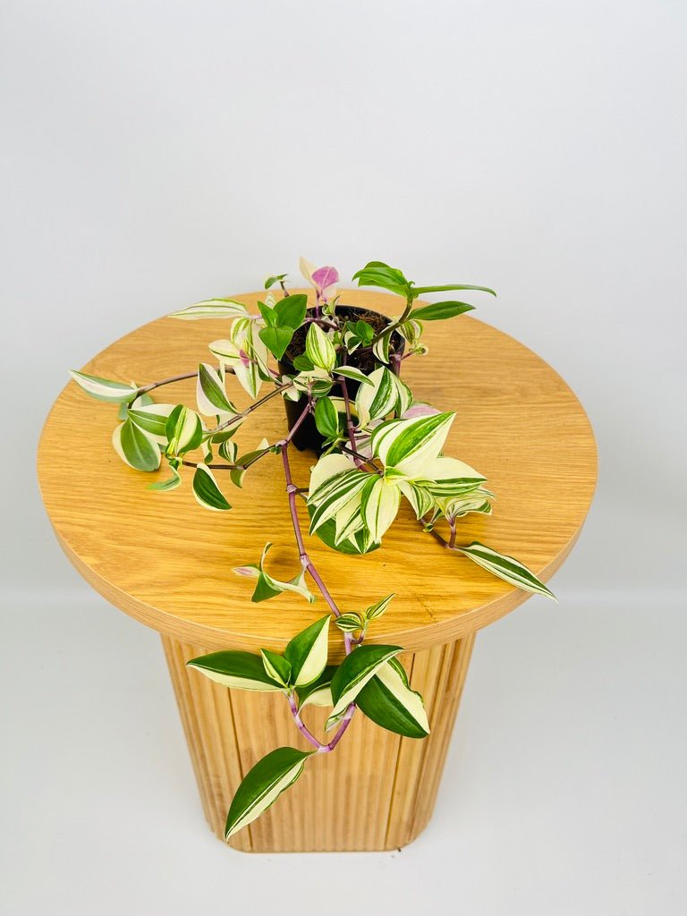 Tradescantia Fluminensis Tricolour | Uprooted