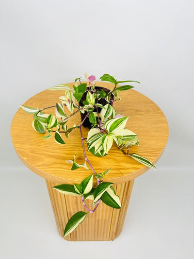 Tradescantia Fluminensis Tricolour | Uprooted