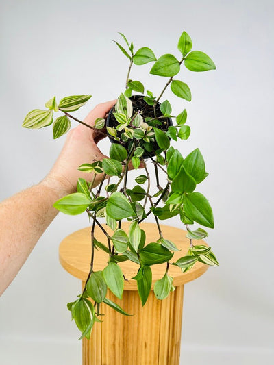 Tradescantia Fluminensis Tricolour | Uprooted