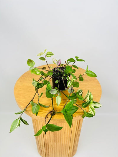 Tradescantia Fluminensis Tricolour | Uprooted