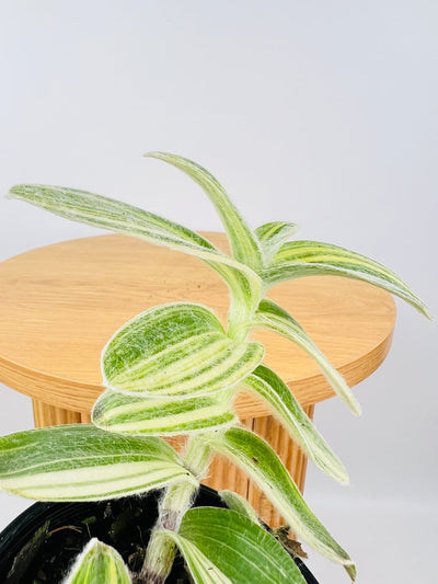 Tradescantia Sillamontana Variegata | Uprooted
