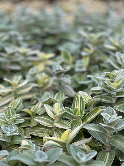 Tradescantia Sillamontana Variegata | Uprooted