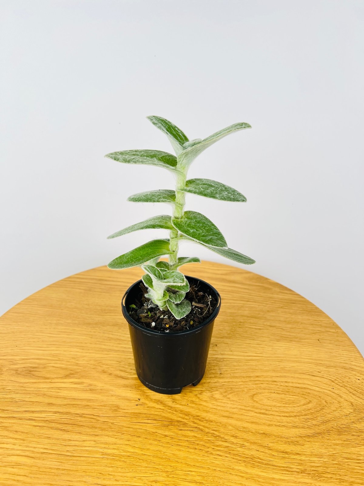 Tradescantia Sillamontana White Velvet | Uprooted