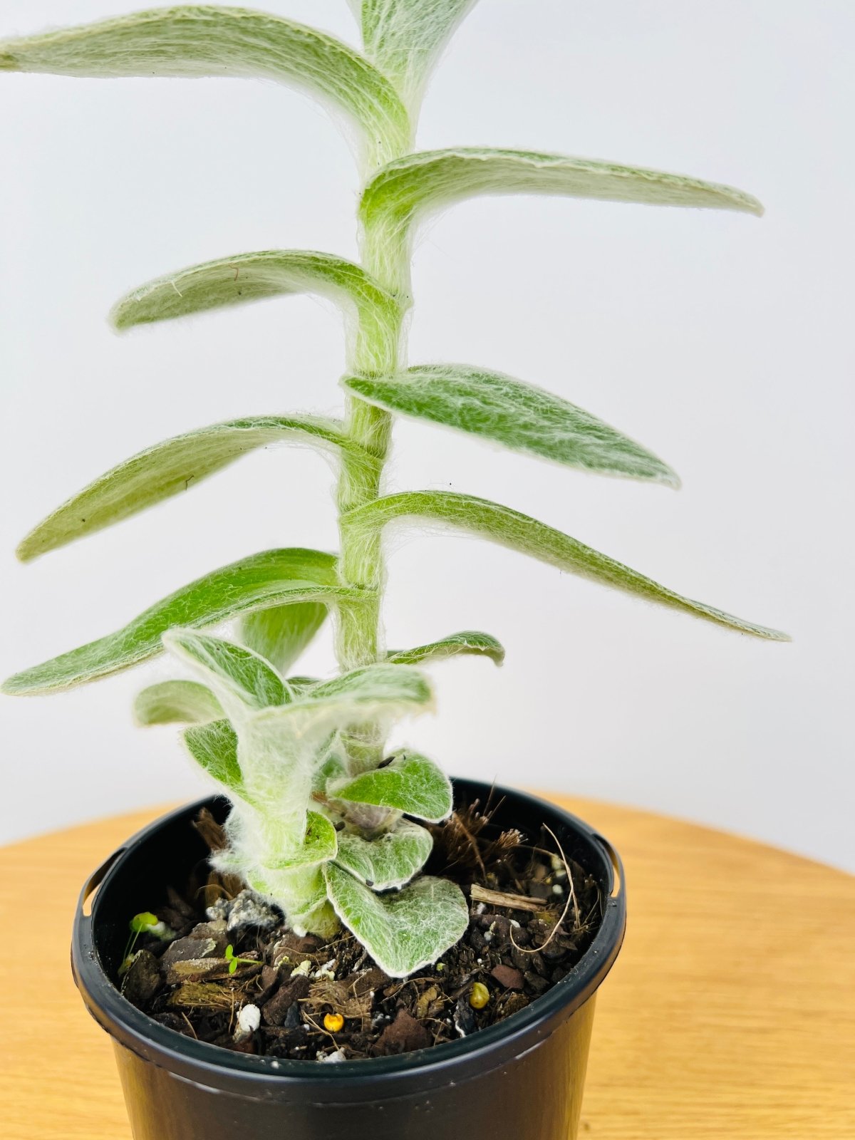 Tradescantia Sillamontana White Velvet | Uprooted