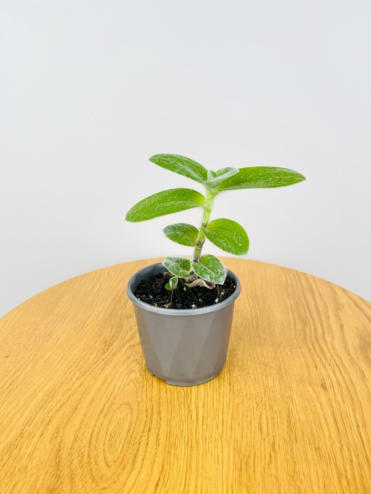 Tradescantia Sillamontana White Velvet | Uprooted