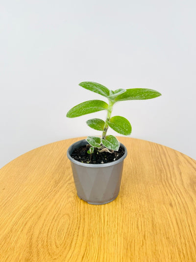Tradescantia Sillamontana White Velvet | Uprooted