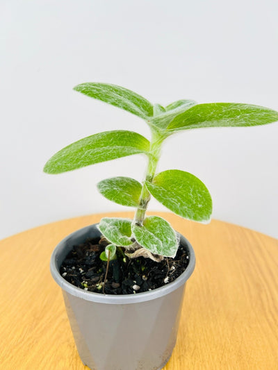 Tradescantia Sillamontana White Velvet | Uprooted