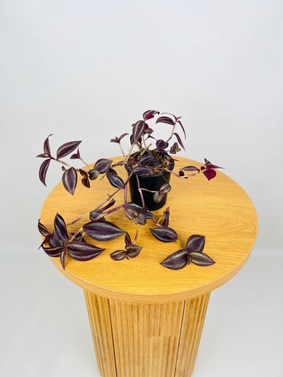 Tradescantia Zebrina Dark Desire | Uprooted