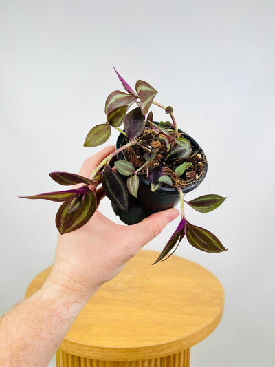 Tradescantia Zebrina Dark Desire | Uprooted