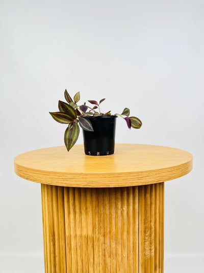 Tradescantia Zebrina Dark Desire | Uprooted