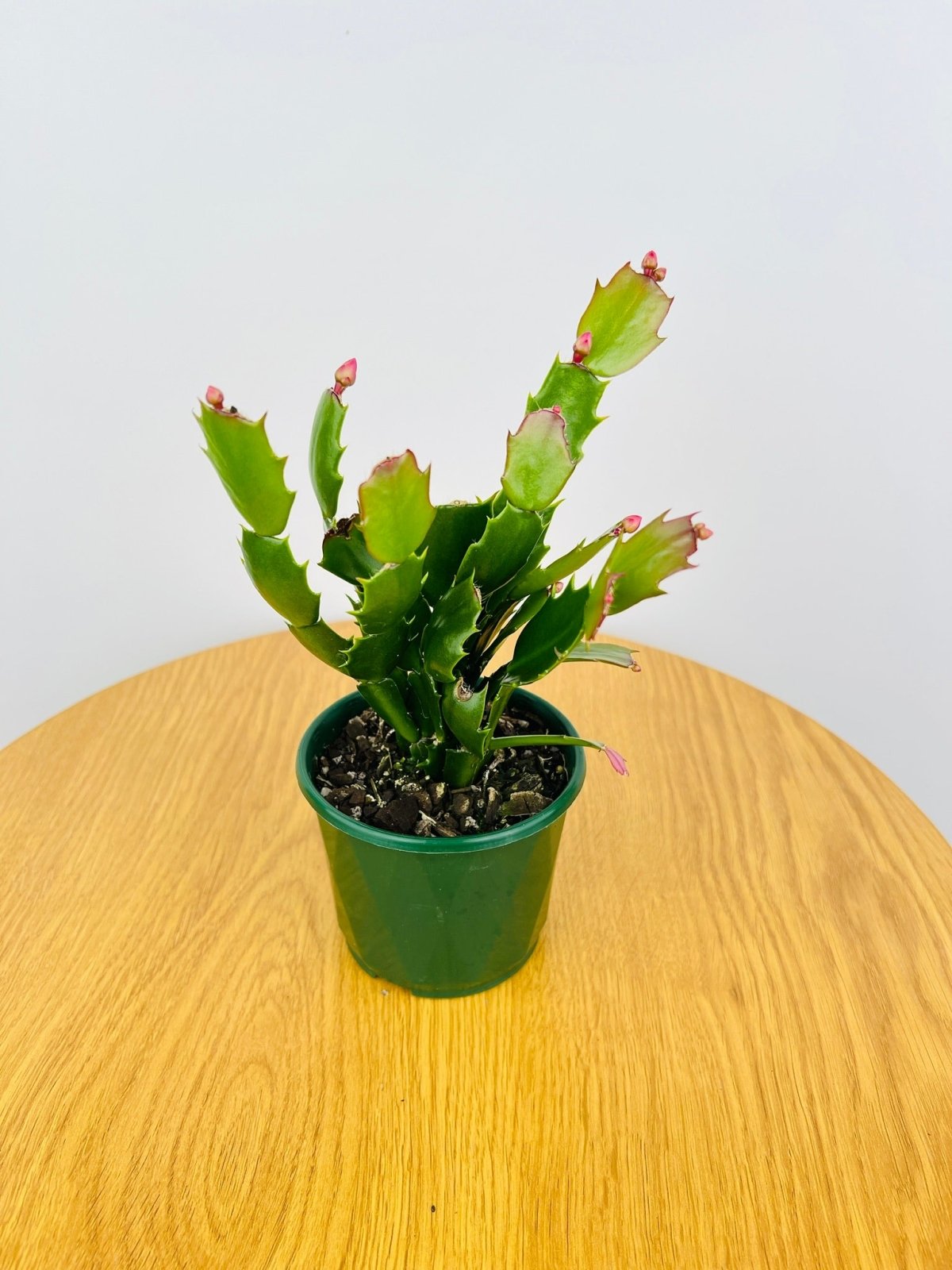 Zygocactus Autumn Cactus | Uprooted