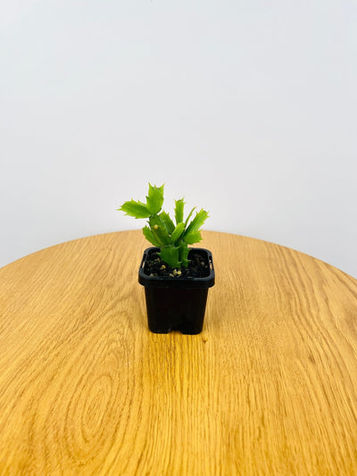 Zygocactus Cecelia | Uprooted