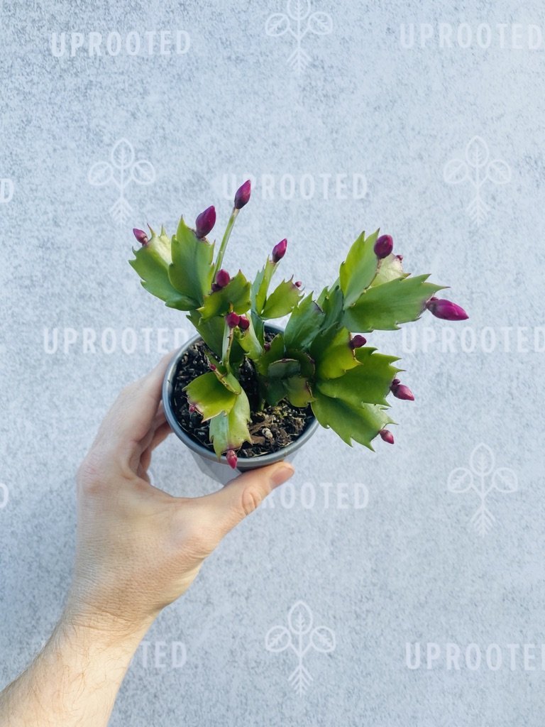 Zygocactus Exotic Dancer | Uprooted