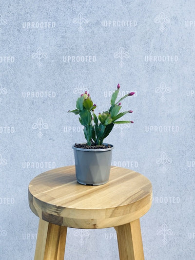 Zygocactus Exotic Dancer | Uprooted