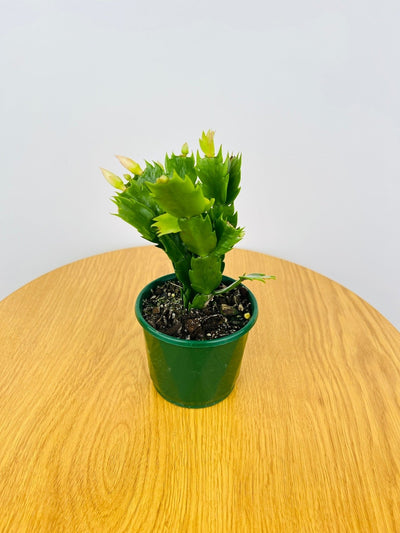 Zygocactus Limelight Dancer | Uprooted