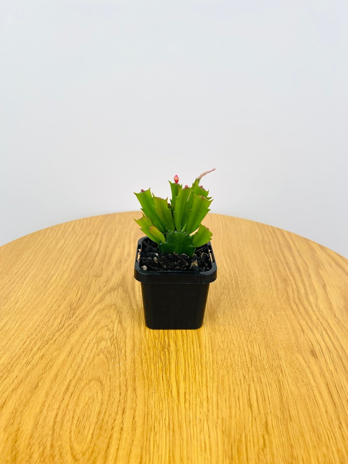 Zygocactus Sunset Dancer | Uprooted