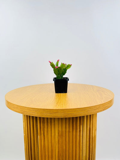 Zygocactus Thor Caroline | Uprooted